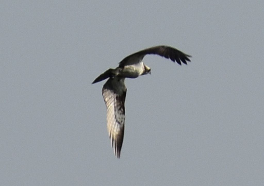 rapace id.: Falco pescatore (Pandion haliaetus)